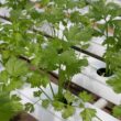 coriander, hydroponic vegetables, hydroponics