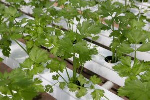 coriander, hydroponic vegetables, hydroponics