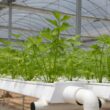 hydroponics, greenhouse, coriander