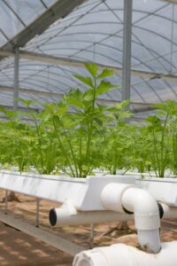 hydroponics, greenhouse, coriander