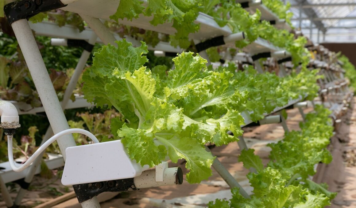 hydroponics, greenhouse, lettuce