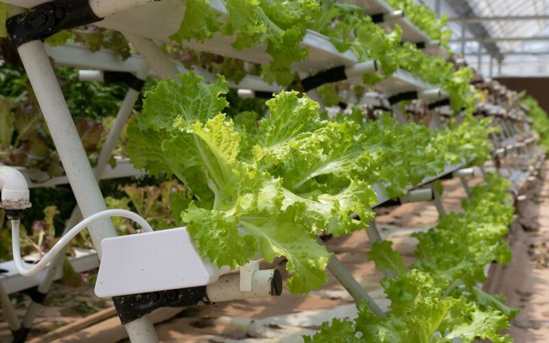 hydroponics, greenhouse, lettuce