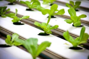 hydroponics, agriculture, green