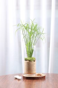 papyrus, hydroponic plants, terrarium