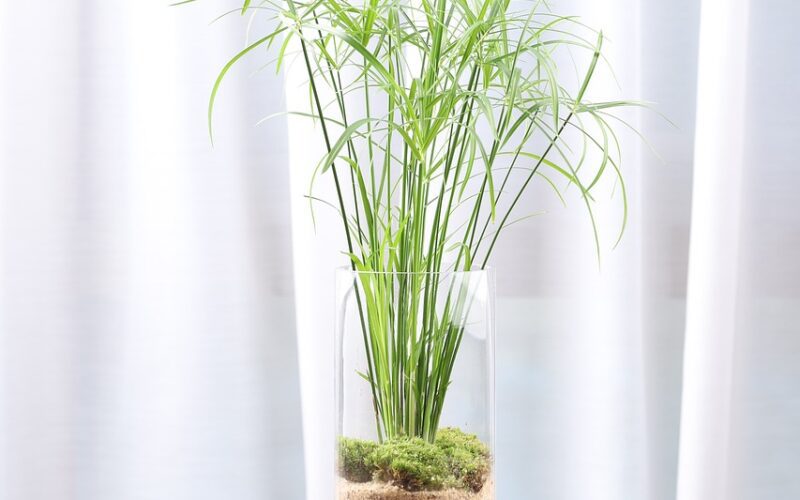 papyrus, hydroponic plants, terrarium