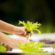hydroponics, vegetable, greenhouse