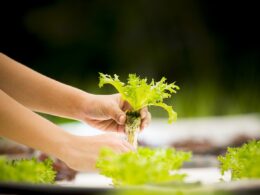 hydroponics, vegetable, greenhouse