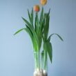 two tulips are in a vase with sand