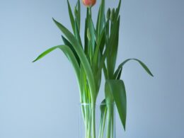 two tulips are in a vase with sand