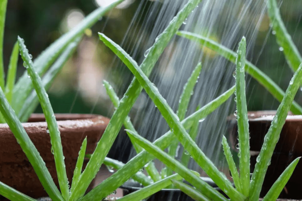 Aloe Vera's Watering Needs