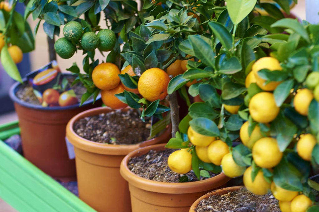 Best Dwarf Fruit Tree Options for Small Spaces