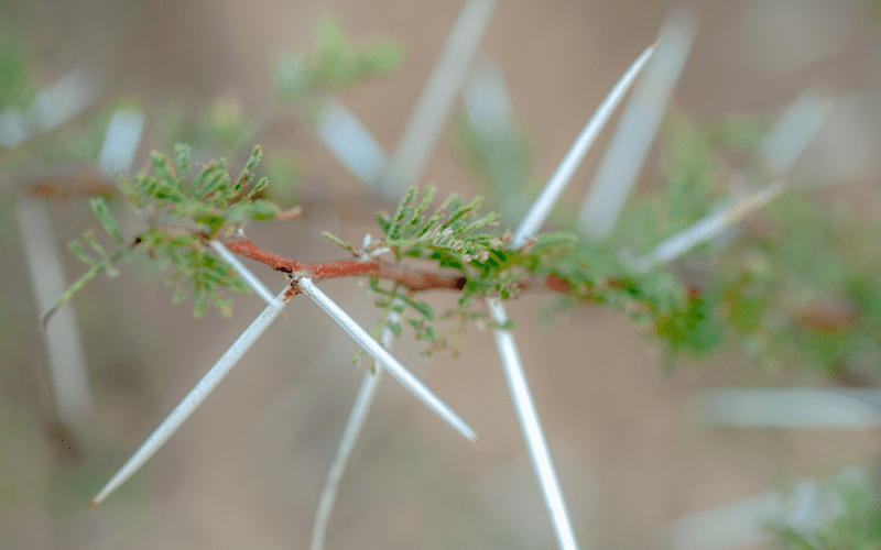 Different Types Of Trees With Thorns