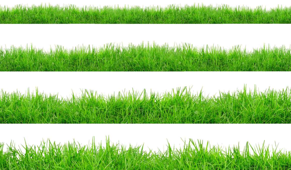 Different Types of Grass in Texas