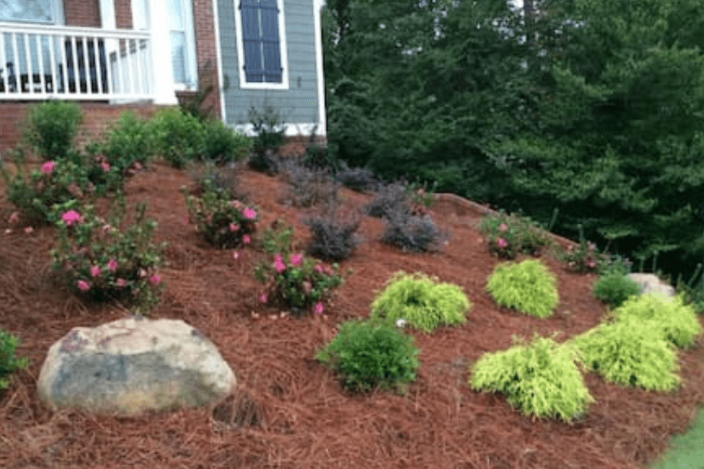 Disadvantages of Pine Straw Mulch