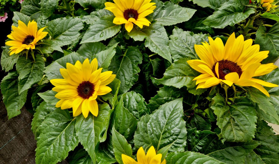 how to Grow Mini Sunflowers