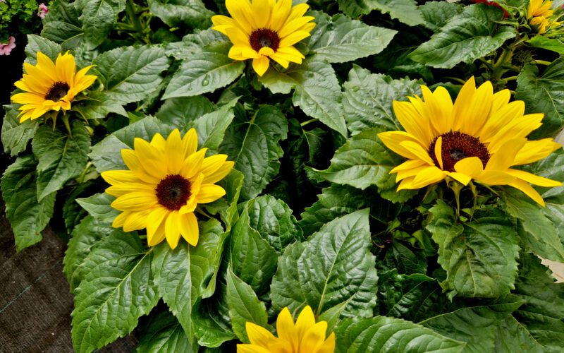 how to Grow Mini Sunflowers