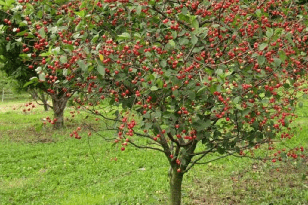 Popular Dwarf Fruit Tree Varieties