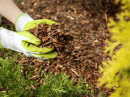 Pros And Cons Of Pine Straw Mulch