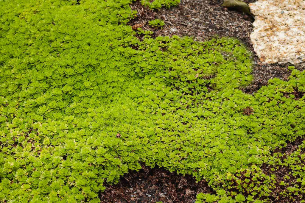 Scotch Moss Vs Irish Moss: Exploring the Garden's Green Carpet