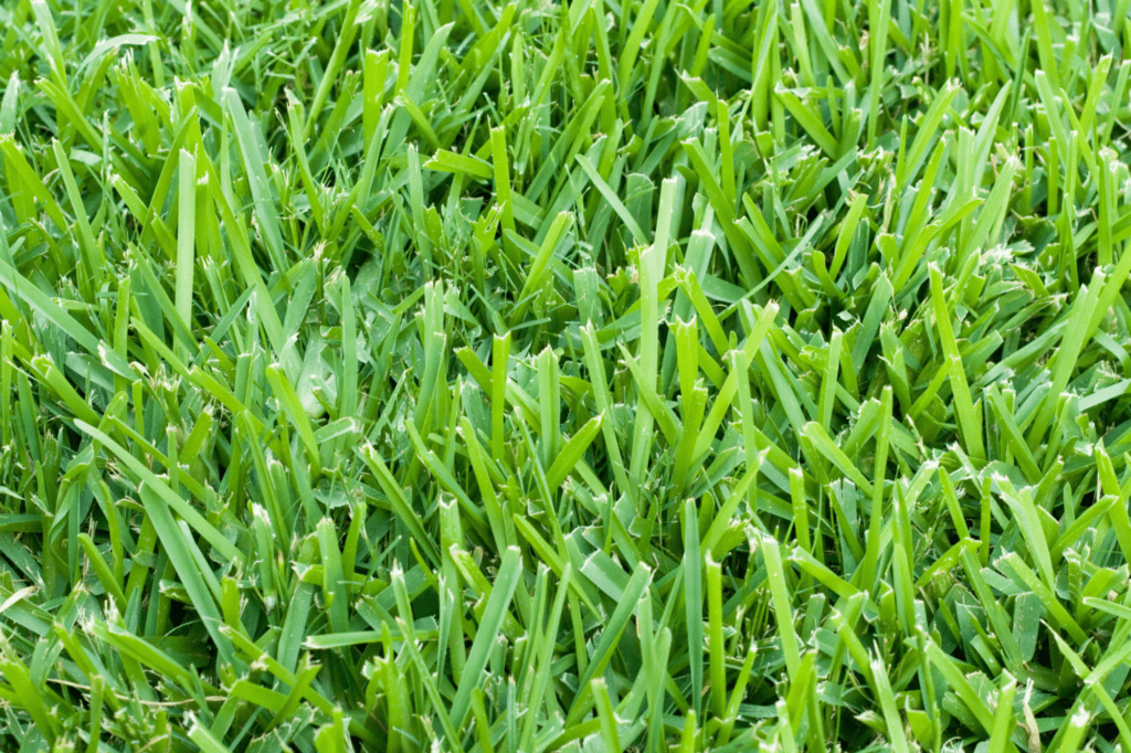 your lawn