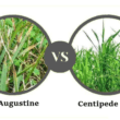 St Augustine Vs Centipede Grass