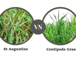 St Augustine Vs Centipede Grass