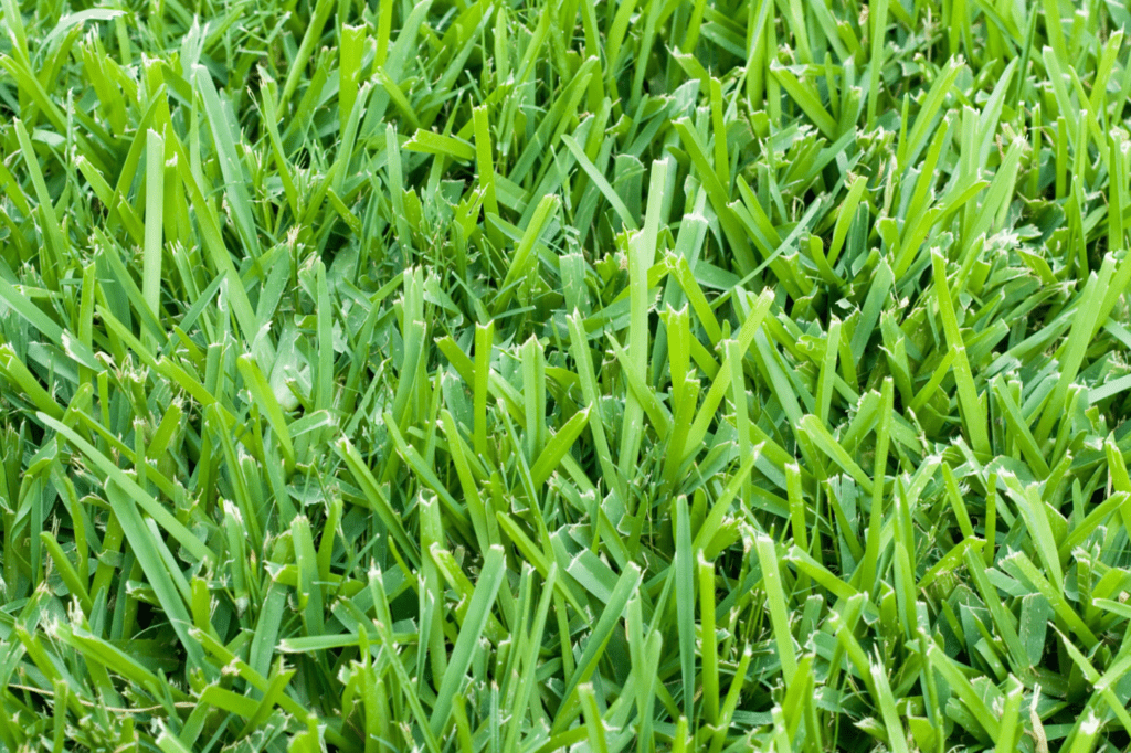 St Augustine grass in lawn