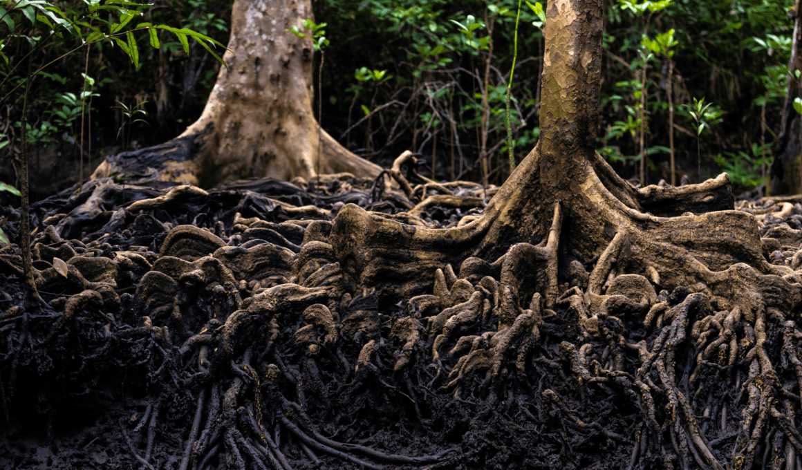 Trees That Grow In Rocky Soil