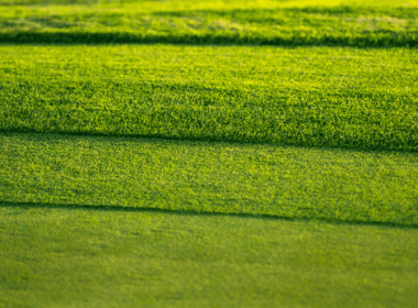 Types Of Grass In Hawaii