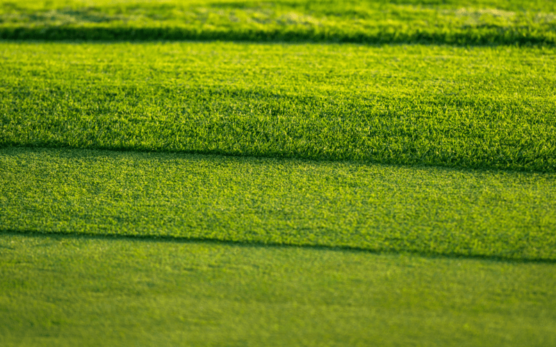Types Of Grass In Hawaii