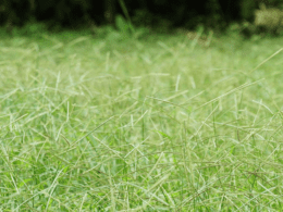 Various Types Of Grass In Louisiana