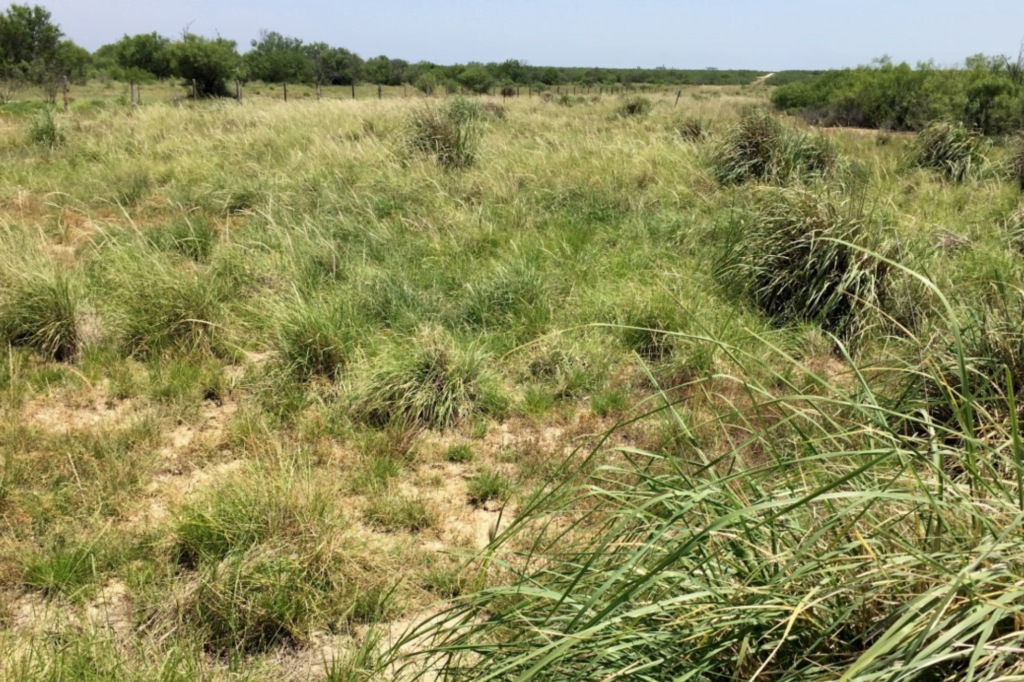 Warm-Season Grasses in Texas