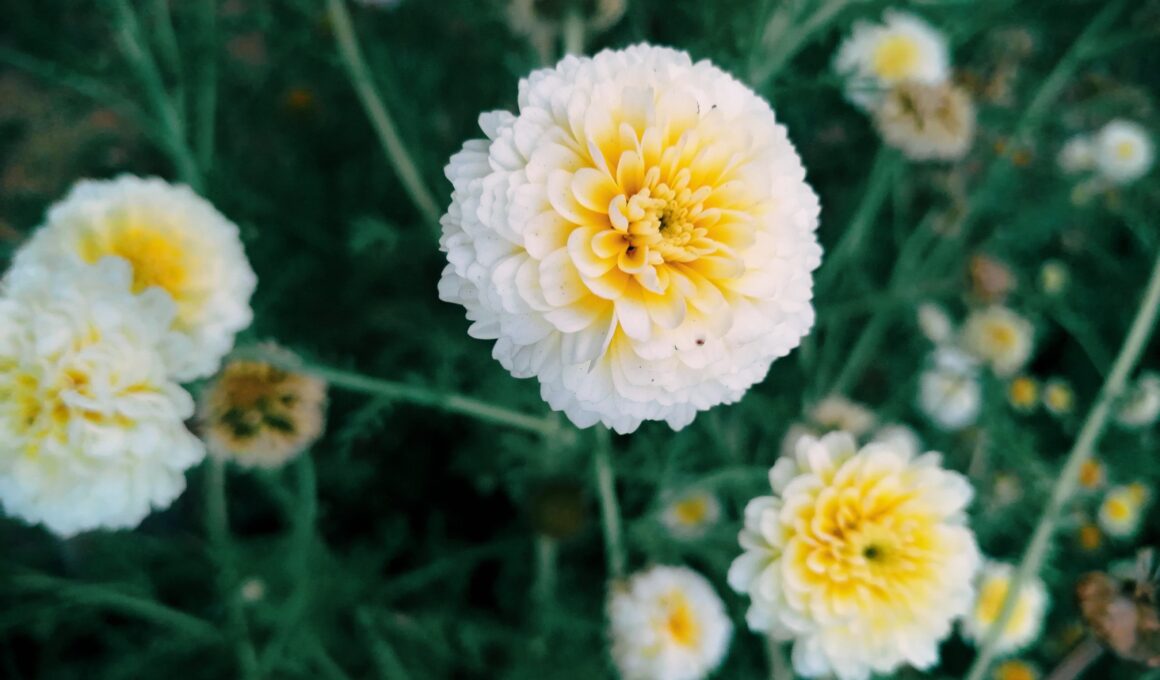 how to White Marigolds