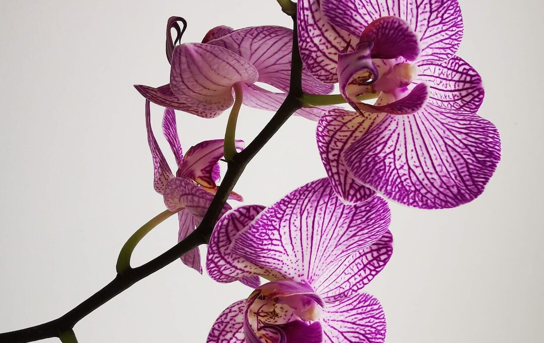 An image capturing the vibrant lifecycle of an outdoor orchid: a graceful, exotic flower delicately perched on a sturdy branch, basking in the warm sunlight amidst a lush, verdant garden
