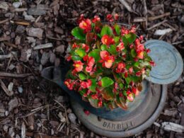 An image capturing the vibrant, delicate petals of a potted begonia in full bloom, contrasted against a backdrop of gradually withering leaves