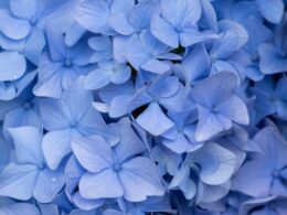 -up shot of a vibrant potted hydrangea, displaying its fully bloomed and luscious flowers in various shades of blue, pink, and purple, surrounded by lush green foliage