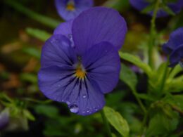 An image showcasing a vibrant potted pansy, its delicate petals in various stages of bloom, nestled among green foliage