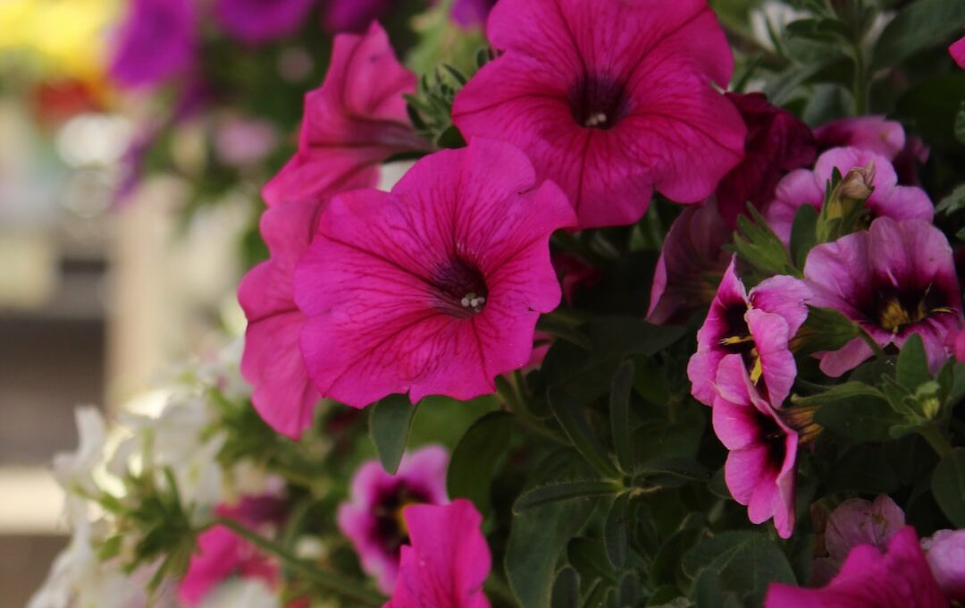 An image showcasing a vibrant potted petunia in full bloom, gracefully cascading over the edges of its container, hinting at the passage of time through subtle variations in color and petal density