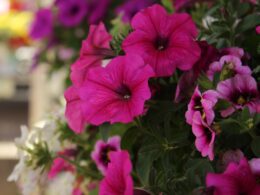 An image showcasing a vibrant potted petunia in full bloom, gracefully cascading over the edges of its container, hinting at the passage of time through subtle variations in color and petal density