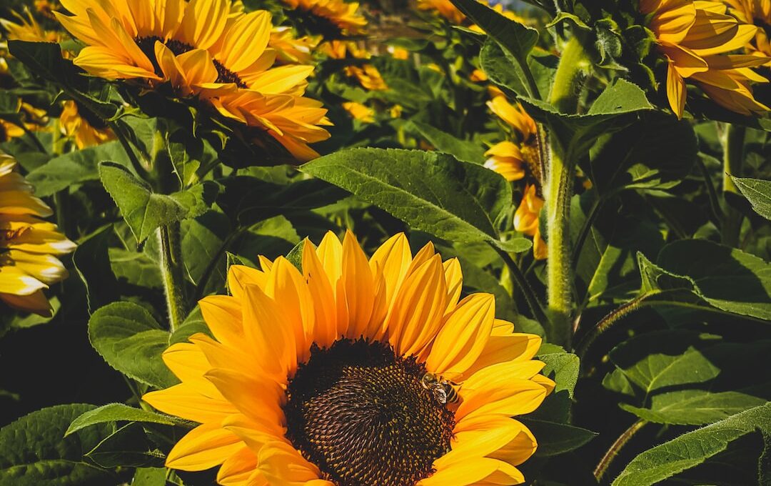 An image capturing a vibrant potted sunflower, its golden petals radiating warmth, standing tall against a backdrop of lush green leaves