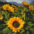 An image capturing a vibrant potted sunflower, its golden petals radiating warmth, standing tall against a backdrop of lush green leaves