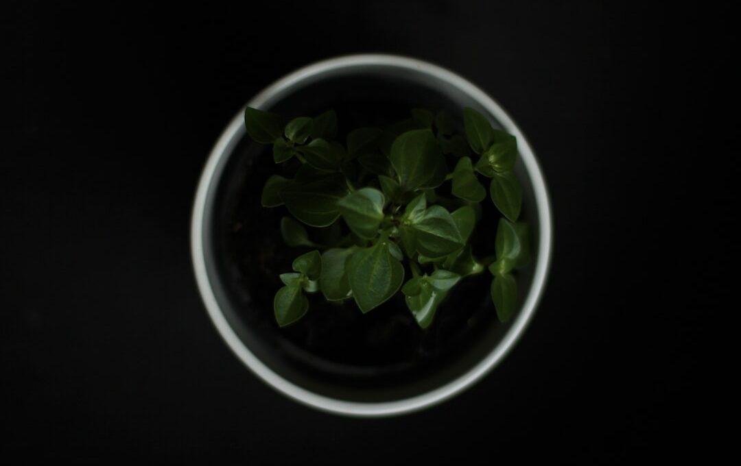 An image capturing the life cycle of a potted tomato plant, from a tiny seedling emerging in nutrient-rich soil, flourishing with vibrant green leaves, blooming with delicate yellow flowers, to bearing juicy red tomatoes, and eventually withering away