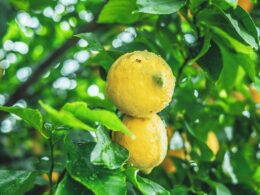 An image showcasing a vibrant lemon tree in a sunny garden