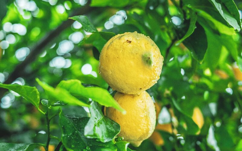 An image showcasing a vibrant lemon tree in a sunny garden