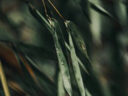 An image showcasing a healthy bamboo plant surrounded by droplets of water, glistening under soft natural light