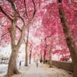 An image capturing a majestic cherry tree, soaring towards the sky, its slender trunk adorned with vibrant pink blossoms, while its branches stretch out gracefully, reaching heights that rival neighboring trees