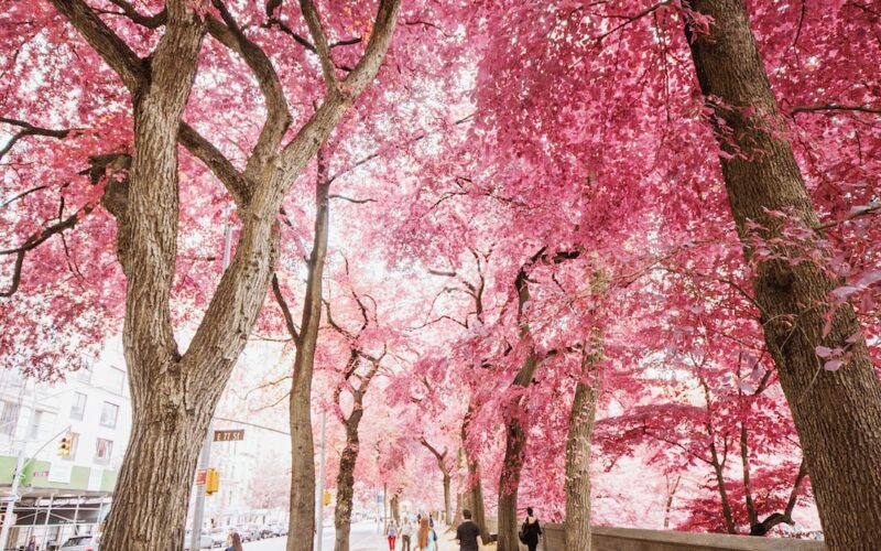 An image capturing a majestic cherry tree, soaring towards the sky, its slender trunk adorned with vibrant pink blossoms, while its branches stretch out gracefully, reaching heights that rival neighboring trees