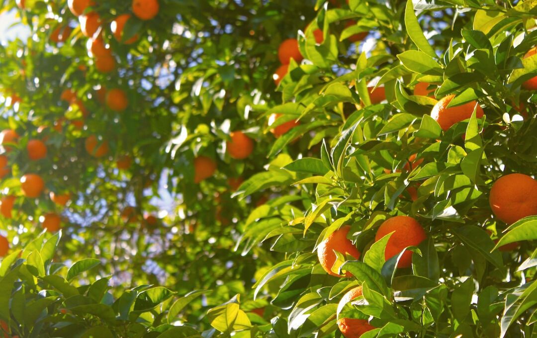 An image showcasing the impressive height of orange trees, with their majestic trunks stretching towards the sky, adorned with lush green foliage, and crowned by vibrant citrus fruits dangling from the branches