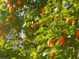 An image showcasing the impressive height of orange trees, with their majestic trunks stretching towards the sky, adorned with lush green foliage, and crowned by vibrant citrus fruits dangling from the branches