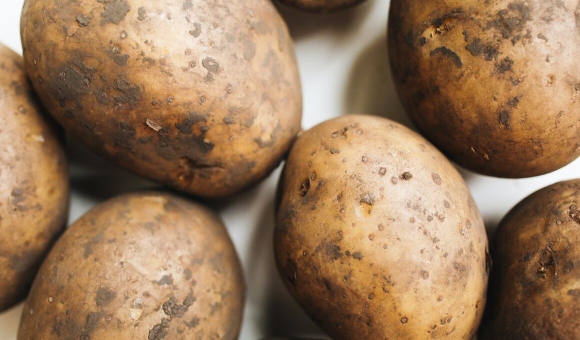 how to grow Kennebec Potatoes in your backyard